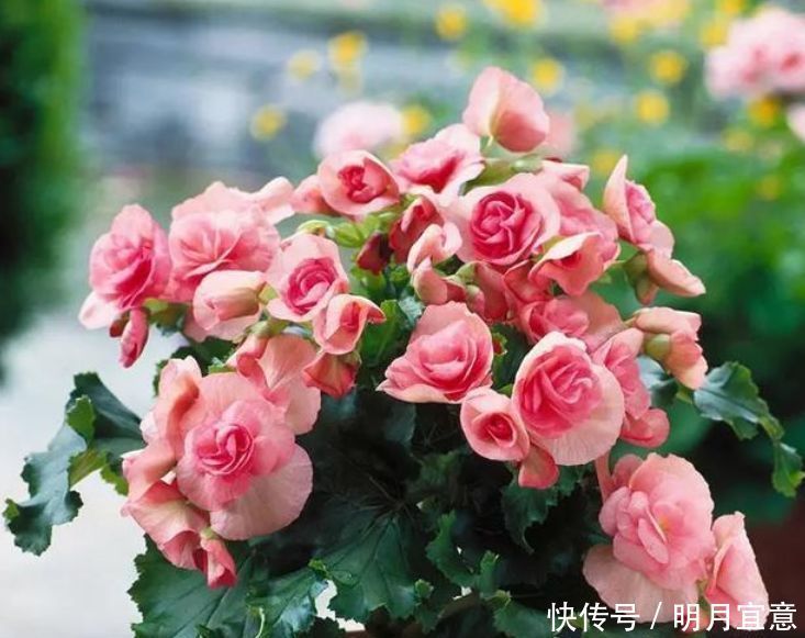 最受欢迎的“6种花”,漂亮好养,晒晒太阳就开花,特别好养