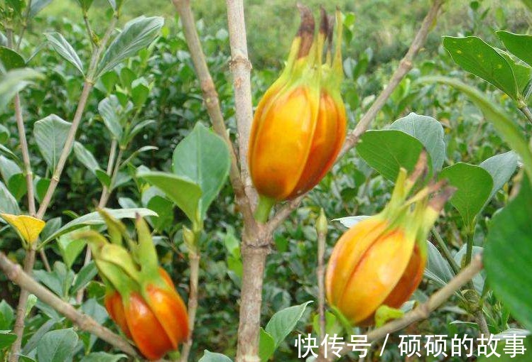 失眠多梦|晚上易失眠多梦用此物泡水,睡前来一杯,改善睡眠,一觉到天亮