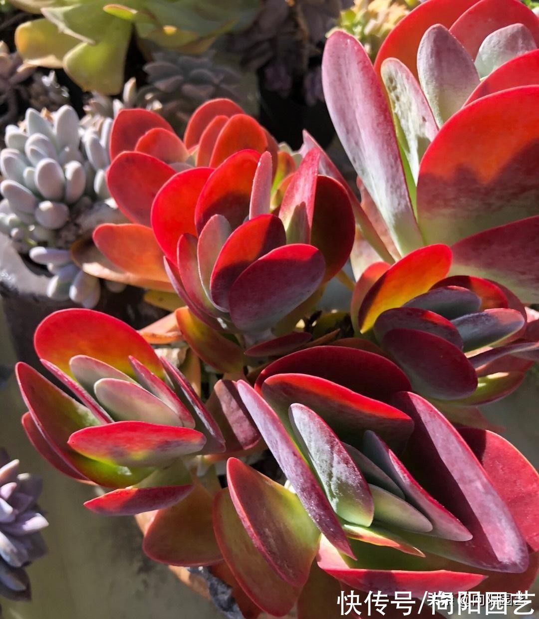 多肉唐印，放在室外冻一冻，叶子更大，更透红，不信你就试试