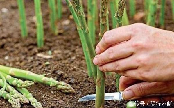 阳台种上两个菜,割完一茬又一茬半个月不用出门,竟好吃又养颜