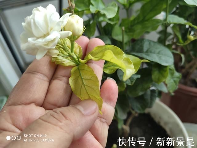 满枝|3种花都是“酸水”喂大的，每月浇点醋，黄叶消失，花满枝