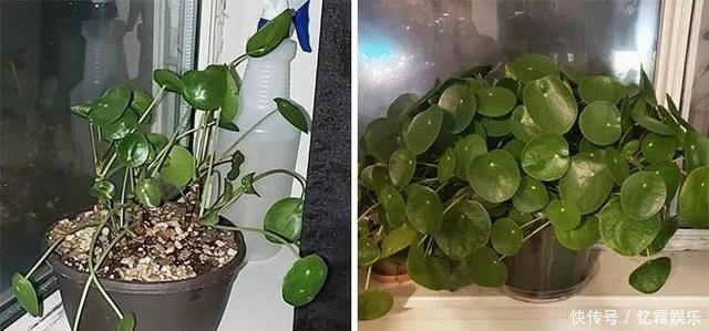 快枯死的绿植在大神手下起死回生,对比图超治愈又励志哇