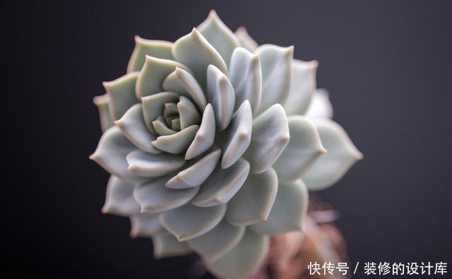 多肉植物换盆别忘了做1件事,15天服盆,侧芽长不停