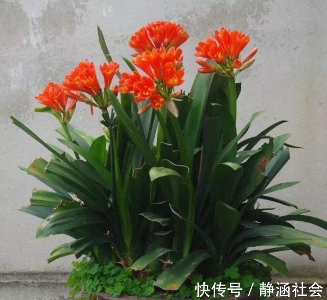 蛋黄|养君子兰,喂上两个“蛋”,叶片壮实像白菜,花朵蹭蹭蹿