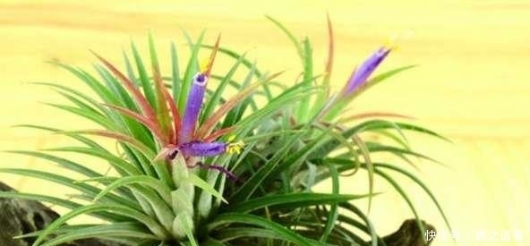 养兰用这招,一个月就长爆盆,长年不烂根!