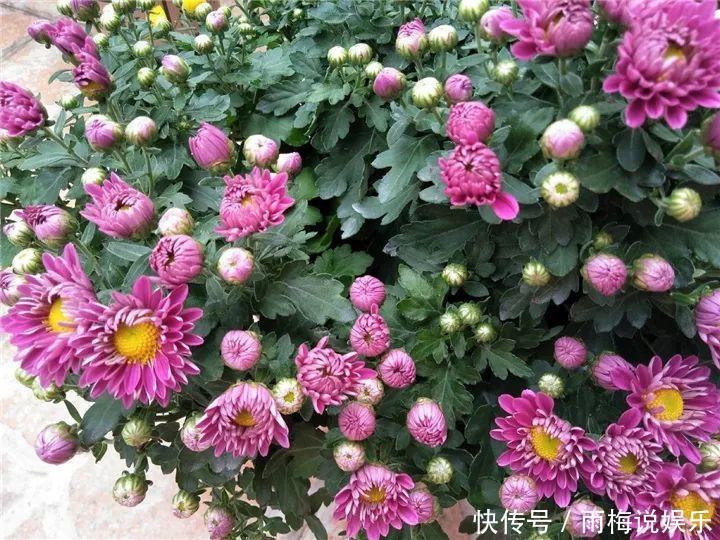 木槿|急性子养的6种花,长的快、爆花多,1盆能开大半年!