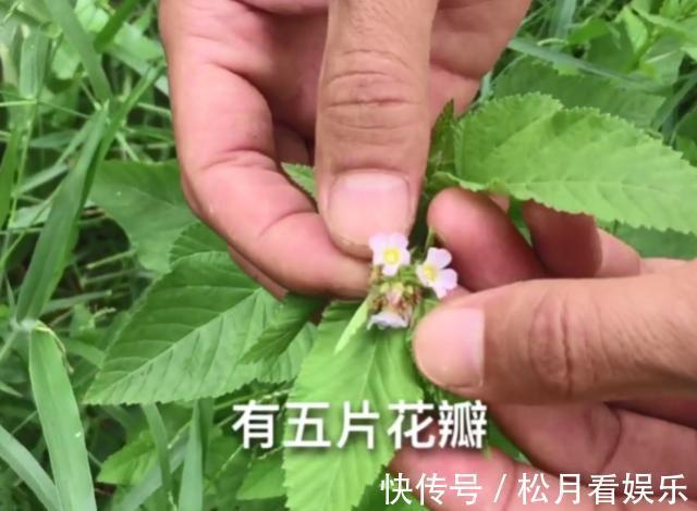 癣症|玉米地里长了一种天然“皮炎平”,专治各种皮肤病,遇到请珍惜!