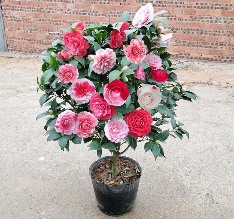 天气冷,六种花要干养,少水多晒才健壮,养成老桩更旺家