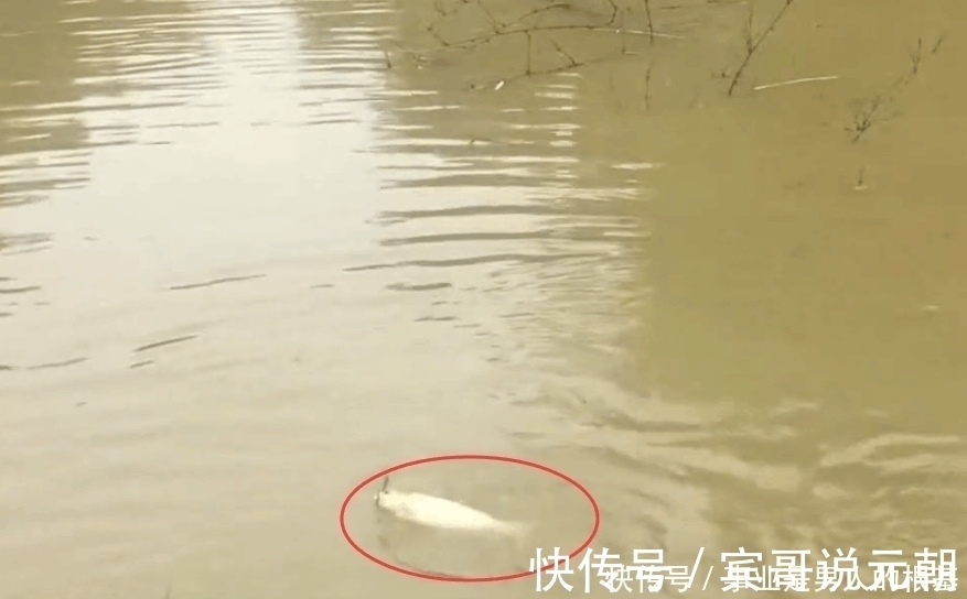 钓鱼|浑水中钓鱼遇到大罗非,看清后激动得大叫起来