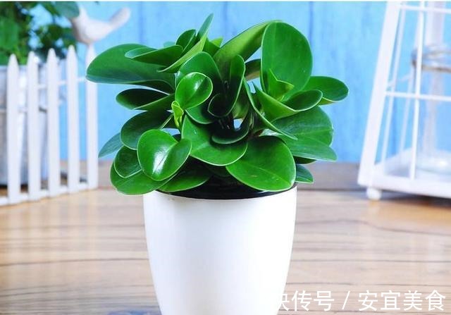 叶片|养花真的不要钱,这3种花摘片叶子放土里,生根就是小盆栽