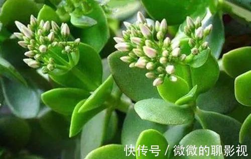 玉树开花很美,怎样才能让它开花