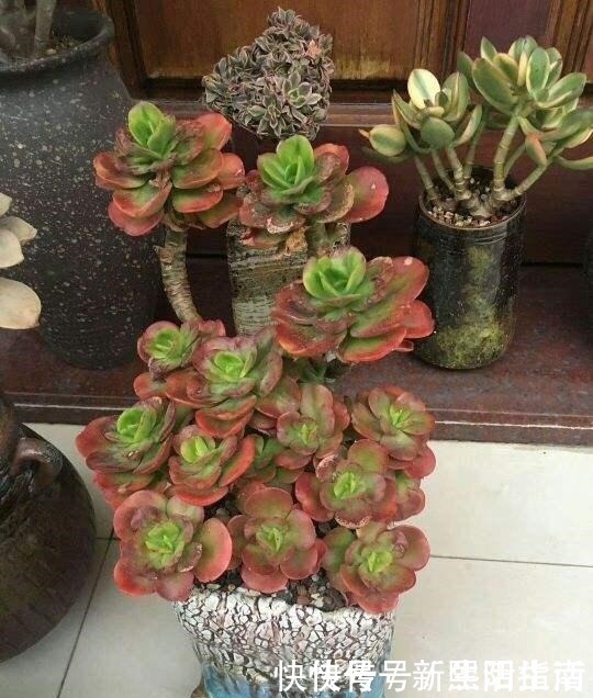 老桩|邻居养了3年多肉,个个长成“悬崖老桩”,到底咋养的!