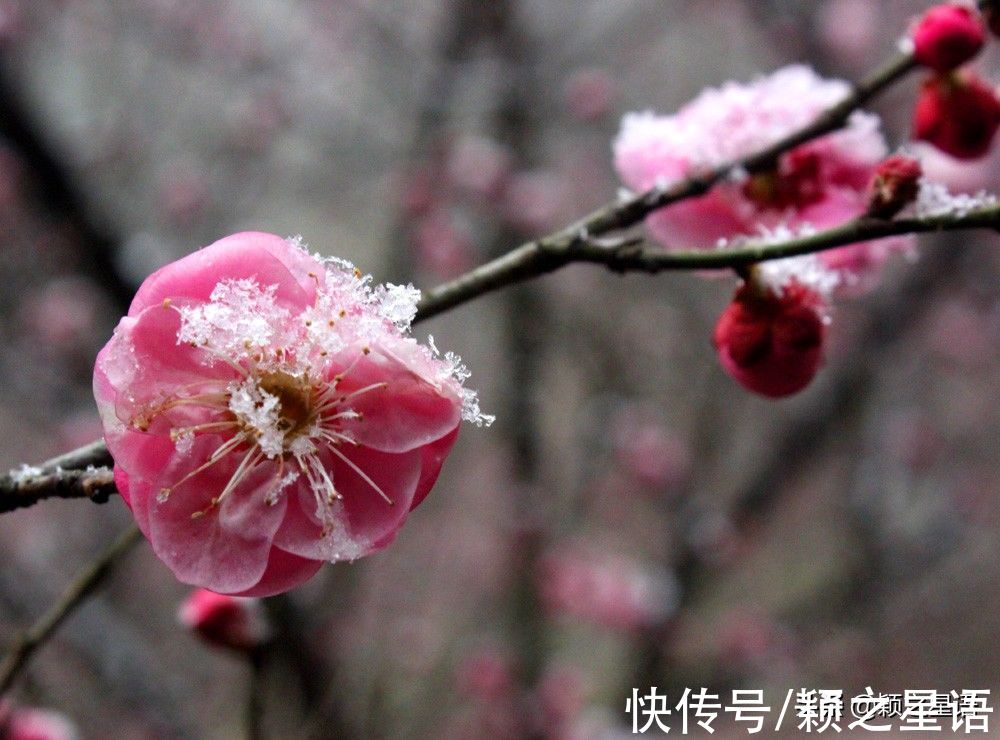 花海|宁波赏梅地，梅开成海，首选一二三