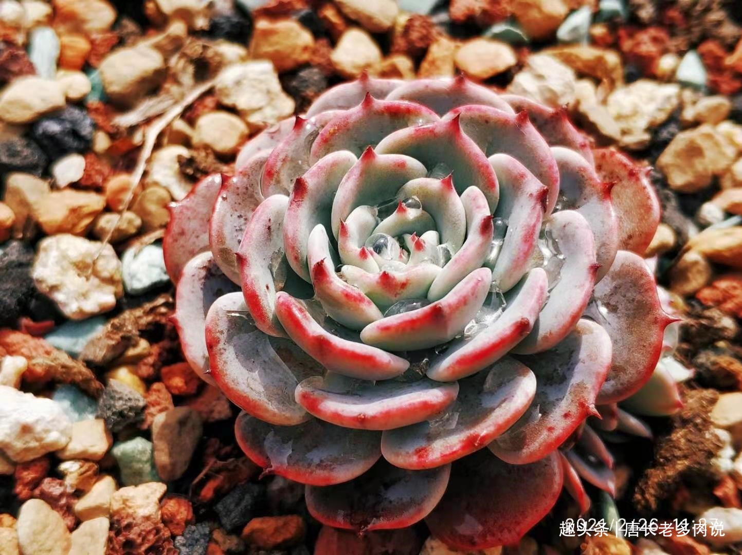 想将多肉养到爆盆,跟环境没有太大的关系,主要跟这些因素有关