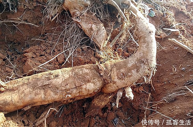 葛根粥|路边不起眼的植物,被誉为“亚洲人参”,见到别犹豫,一斤50元