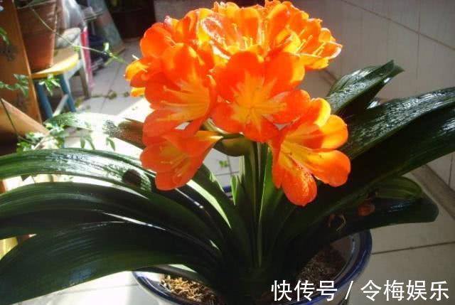 君子兰“夹箭”不开花教你2个“小技巧”，轻松解决，当月开花