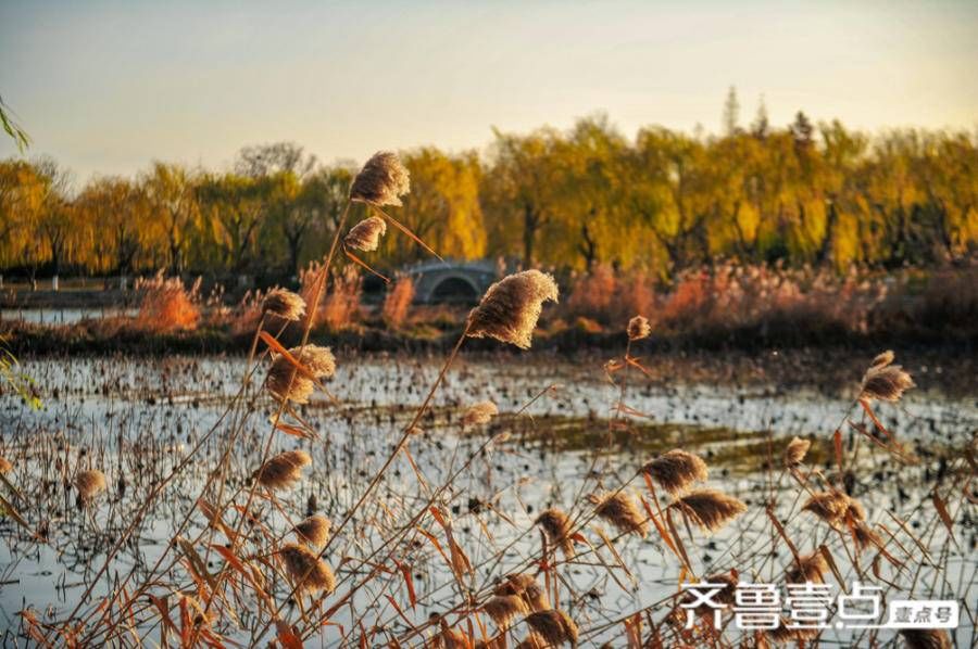 冬天|冬天是什么颜色的？让大明湖告诉你