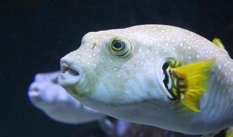 石斑鱼类|海底世界的十二生肖