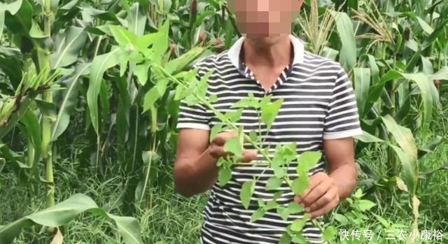 专治|玉米地里长了一种天然“皮炎平”,专治各种皮肤病,遇到请珍惜!