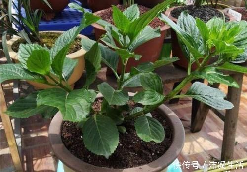 蓝色|怎样让绣球开出蓝色花朵?绣球调蓝需给它做2件事