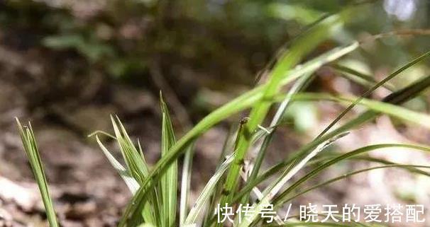 妙招|立秋天气还这么热，养兰花有没有避暑妙招？教你3招安全避暑