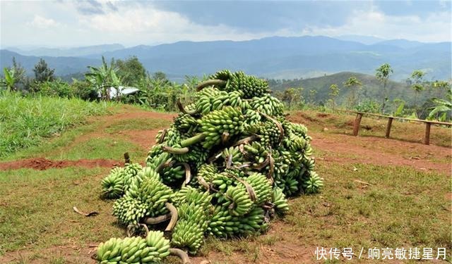 香蕉采摘完之后,为什么要把香蕉树砍掉果农道出真相