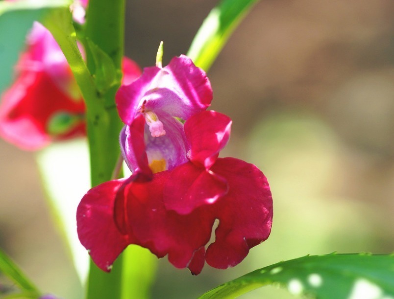 彩凤|此花如鹤顶、似彩凤,妩媚悦人,生命力极其顽强,寓意着怀念过去