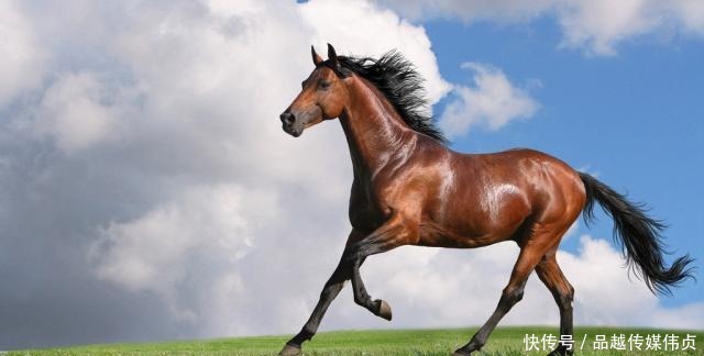 道理|老话“好马不吃回头草”,下一句才是精华,却很少有人知道