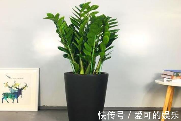 秋天养盆金钱树,牢记4个要点,枝繁叶茂不黄叶,大气美观惹人爱