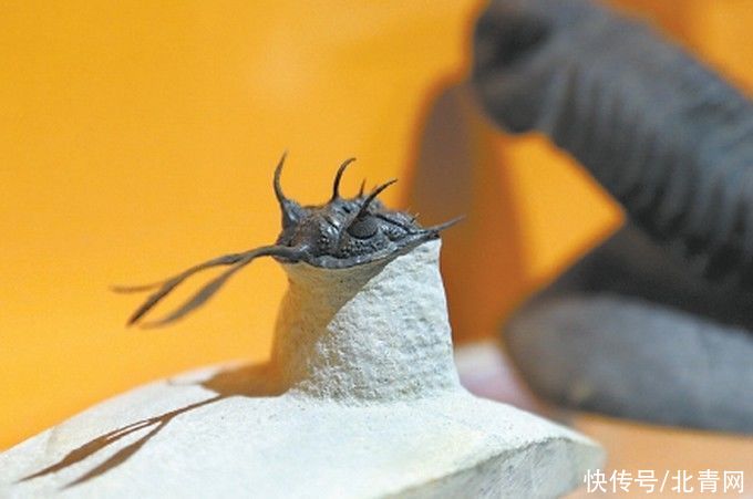  展现|从飞禽走兽到昆虫植物，自然博物馆399件生物标本展现“生命之美”