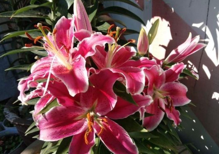 如果想在卧室养花,4种花尽量别养卧室,对身体没好处