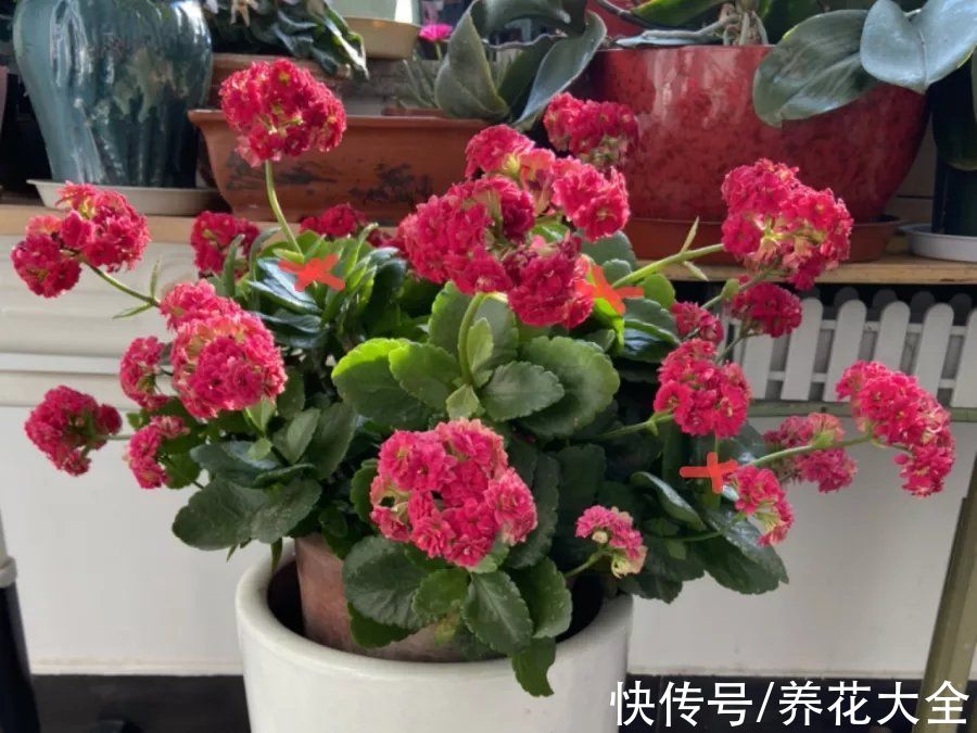 磷酸二氢钾|花开完之后别急着扔，赶紧剪一遍，还能继续开花