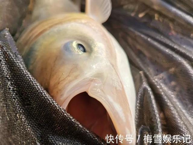 文章|学钓鲢鳙从这篇文章开始,调漂、开饵、抓口都给你讲明白