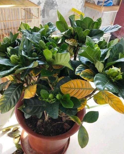 植物|喜欢养花,买一盆烂一盆?问题出在这里,跟着养护专家学起来