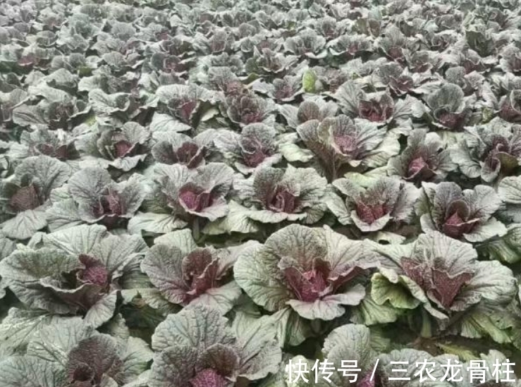 花青素|紫白菜营养丰富,富含花青素,掌握四点,种出优质美味的紫白菜来