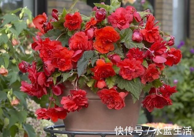 海棠|养这花就能把牡丹、茶花和三朵玫瑰的美丽结合在一起