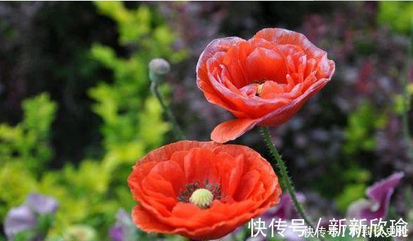 长寿花|开花最香的4种花,家里养一盆,满屋飘香,比绿萝好养