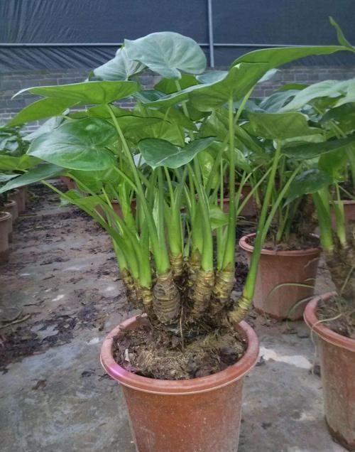 很耐阴的5种盆栽观叶植物,晒多了叶子会晒伤,严重时会枯萎