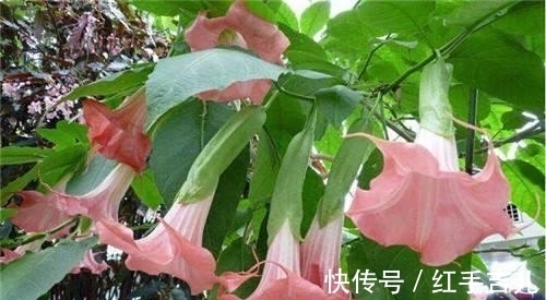 这花盛开时太妖娆,样子太美了,但毒性大离远点错不了