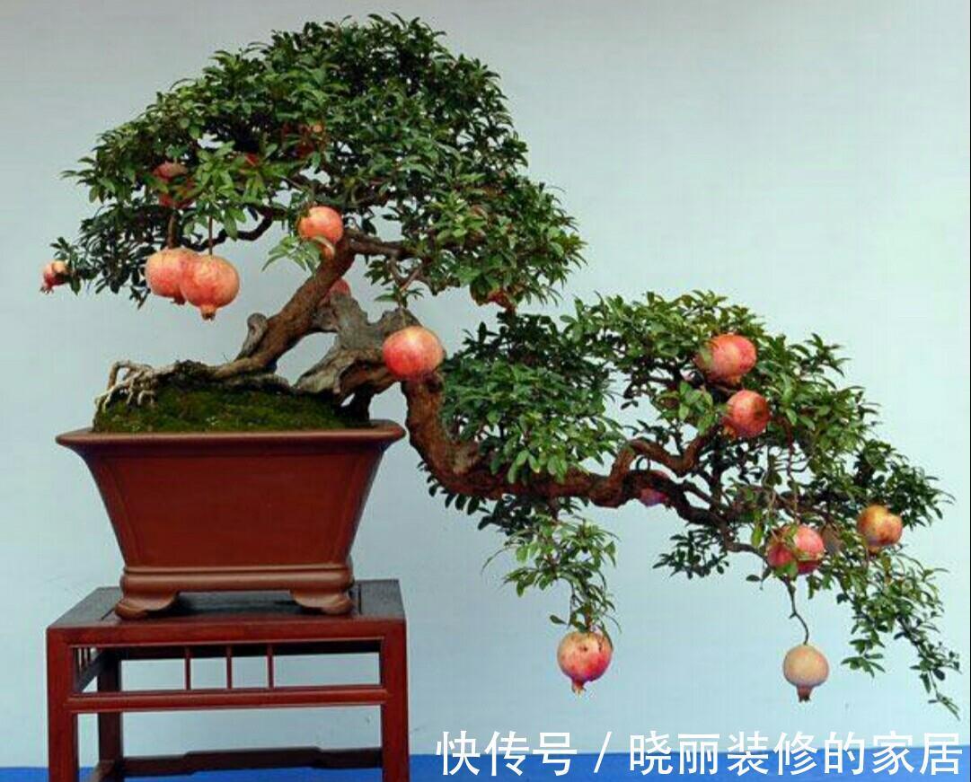 养颜|秋季阳台养4种果树,果子好吃又营养,还寓意好