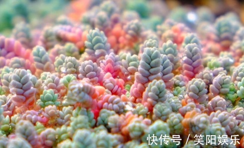 玉蝶玉蝶|喜欢养菊花，不如养护7种多肉植物，往阳台上一放就能爆盆