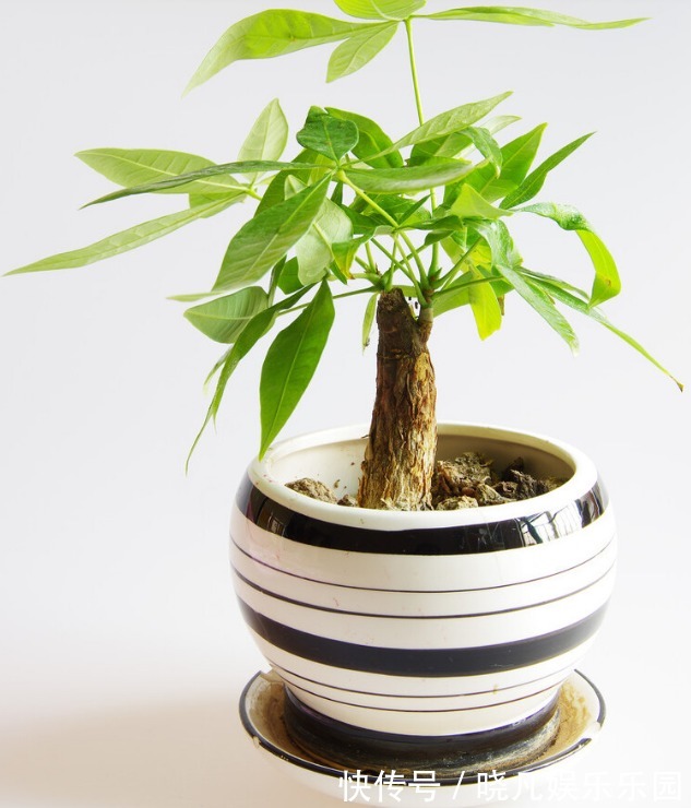 人养花，花养人，6种花越养越健康，养人又旺财