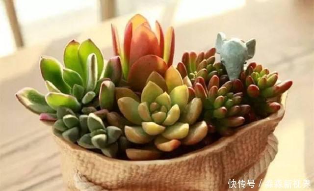 叶片|多肉养不好,叶片就“发软”,看看这几个原因,轻松帮你解决!