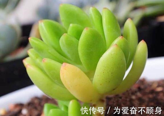 7款香气逼人的多肉植物, 你有么!