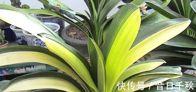 爷爷养君子兰,把“它”垫在盆底,冒出“6个花苞”,叶片油绿!