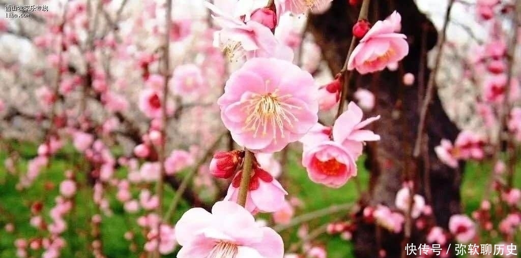 命运|林花谢了春红,太匆匆。不止李后主的命运如林花春红