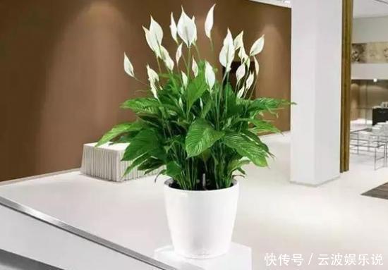 盆栽|家里无论养啥花,提前做“3步”,以后虫子少、不烂根