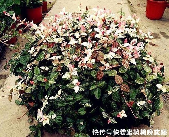 叶片|这4种耐阴花，“叶子”比花朵“更值钱”，北房间“没光”也能养！