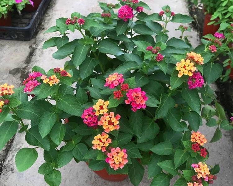 机器|它是名副其实的“开花机器”,易扦插花色美,一年开花好几茬
