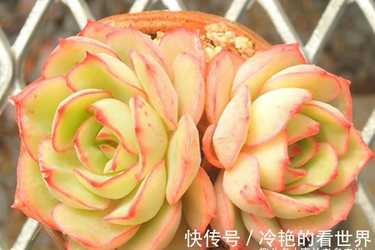 叶缘|月光女神——连名字都混掉的多肉,其实有颜值又好养,还容易缀化